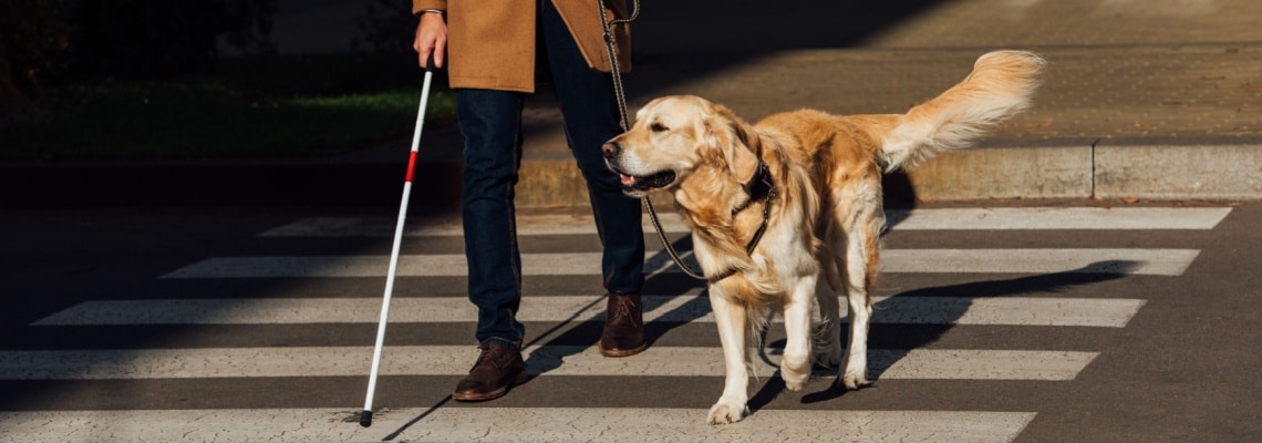 golden retriever chien d'assistance