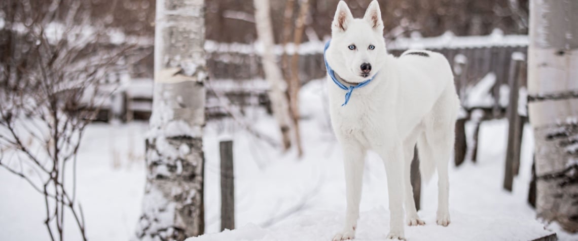 husky sibérien blanc