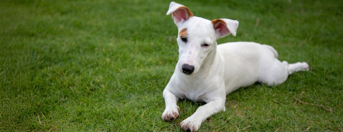 jack russell terrier blanc