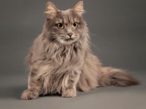 kurilian bobtail