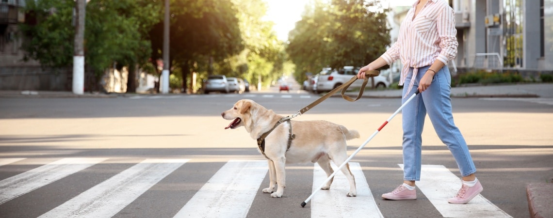 labrador chien d'assistance