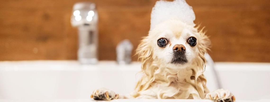 lavage chihuahua