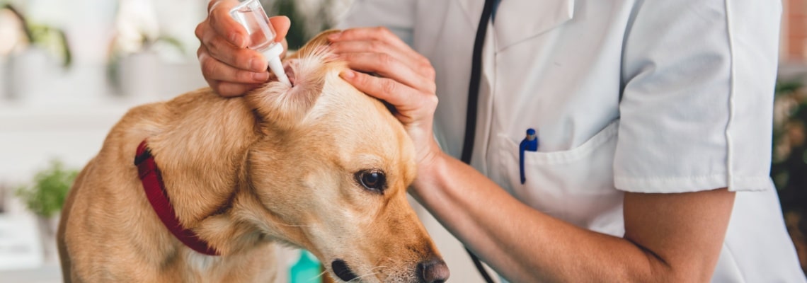 lotion nettoyante pour l'oreille du chien