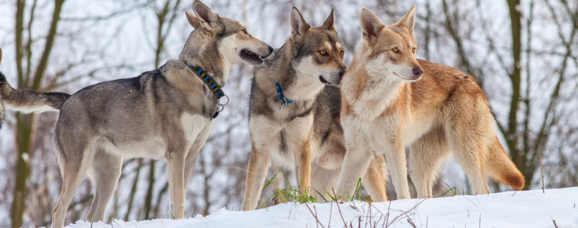 meute Chien loup de saarloos