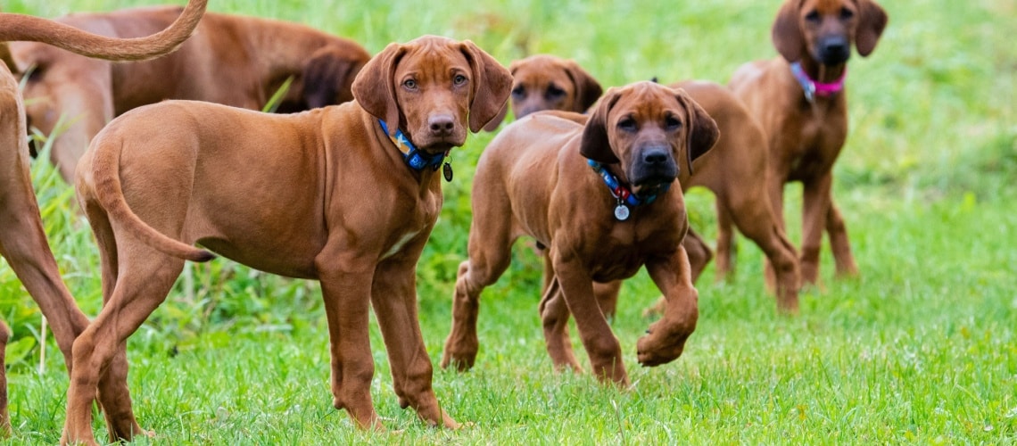 meute rhodesian ridgeback