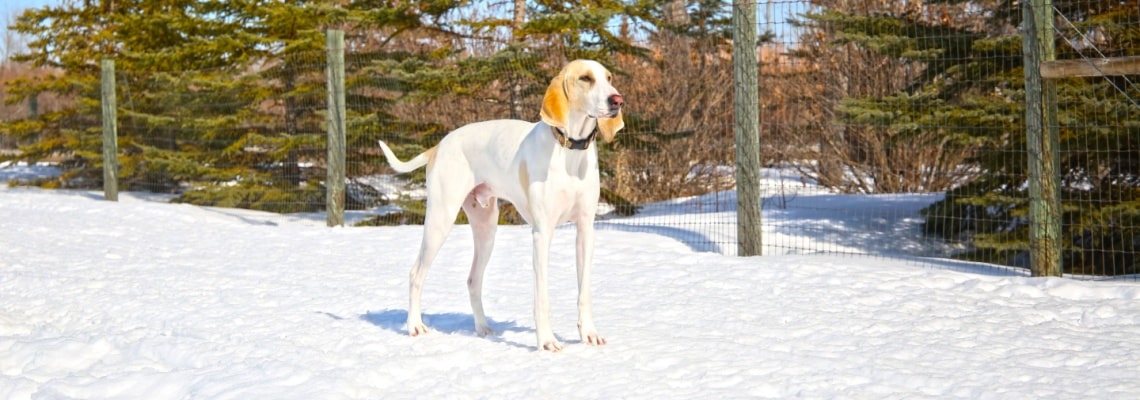 race de chien porcelaine