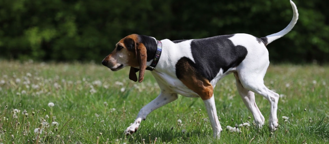 race foxhound anglais