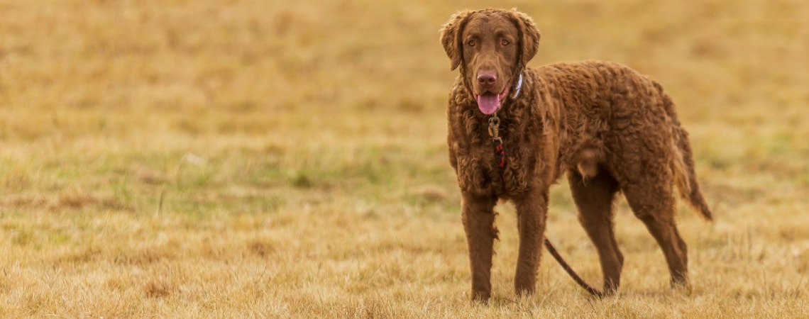 retriever de la baie de chesapeake