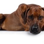 rhodesian ridgeback