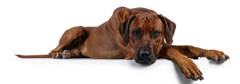 rhodesian ridgeback