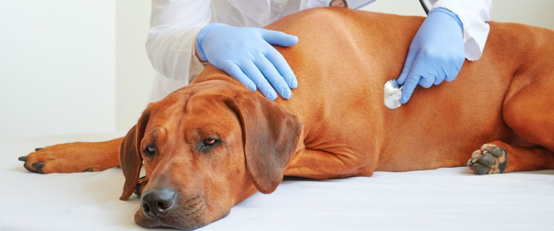 rhodesian ridgeback malade