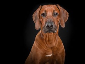 rhodesian ridgeback