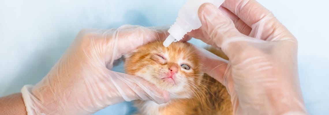 serum pour l'œil d'un chaton