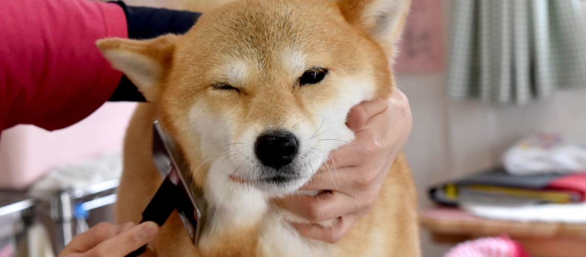 brossage du shiba inu