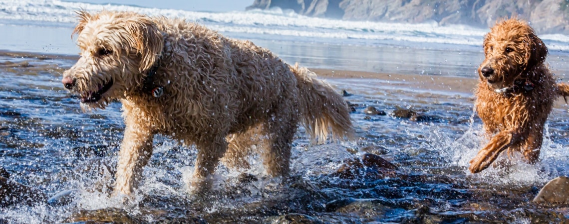 2 Labradoodle