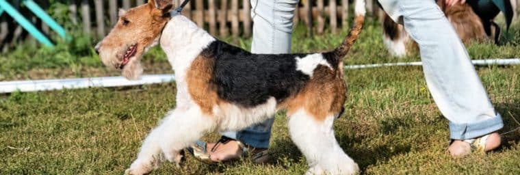 Airedale Terrier