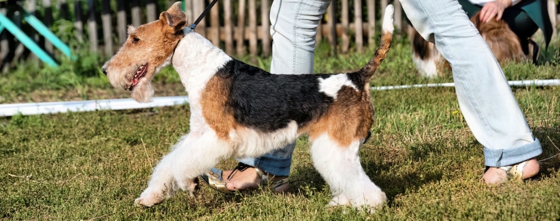 Airedale Terrier