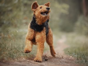 Airedale terrier