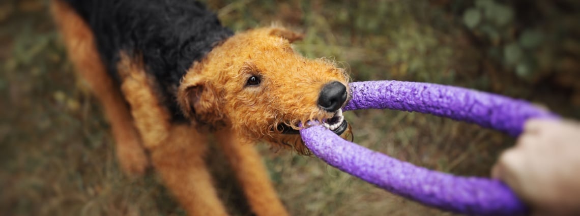 Airedale terrier joue