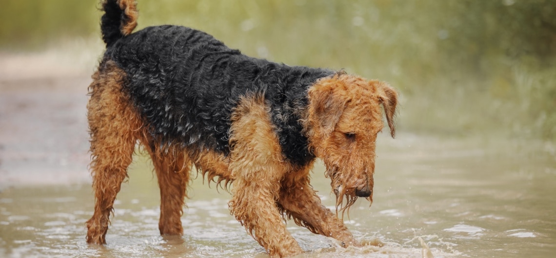 Airedale terrier - race de chien