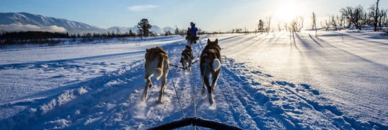 Husky d'Alaska