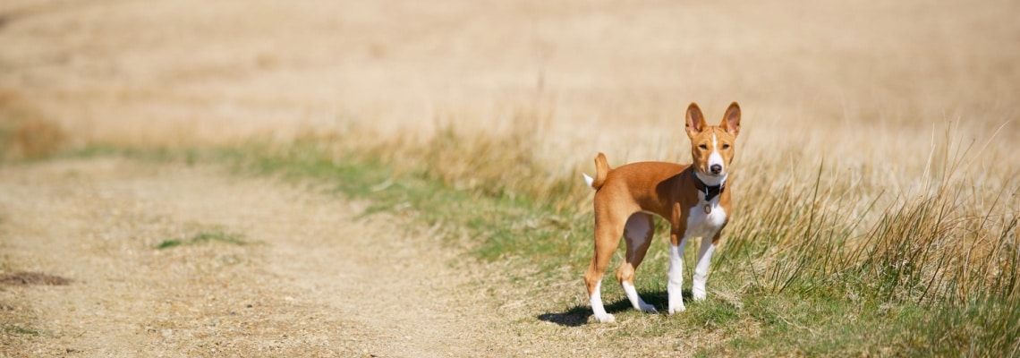 Basenji chien