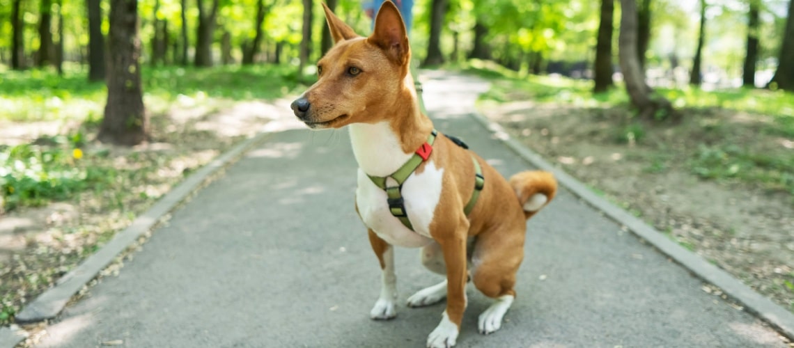 Basenji - race de chien