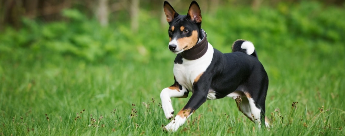 Basenji tricolore