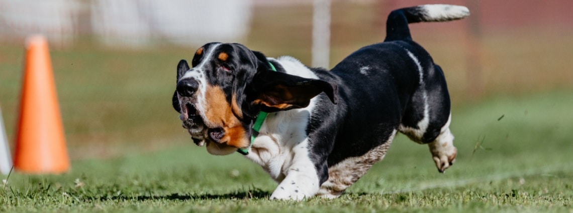 Basset Hound tricolore