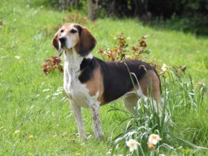 Beagle harrier