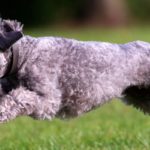 Bedlington Terrier