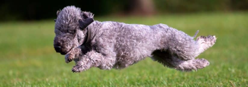 Bedlington Terrier