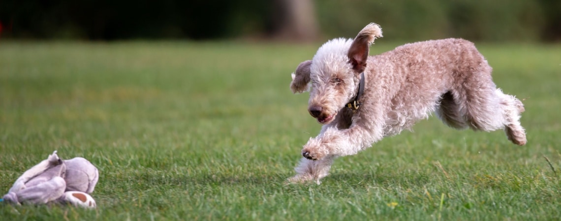 Bedlington Terrier - race de chien