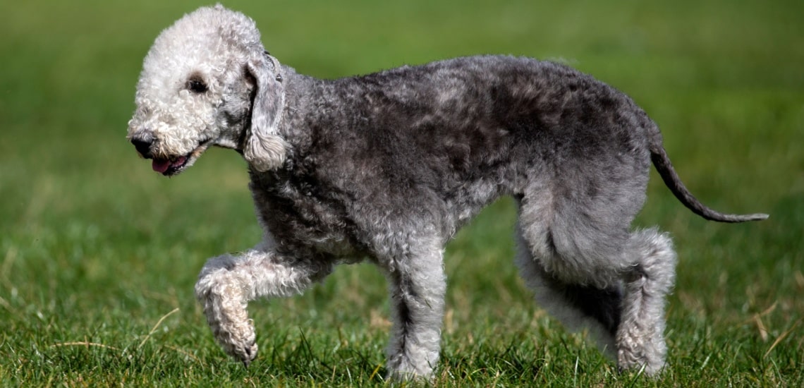 Bedlington Terrier