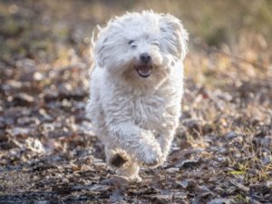 Bichon Bolonais