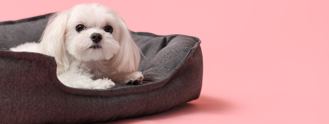 Bichon Bolonais dans un panier