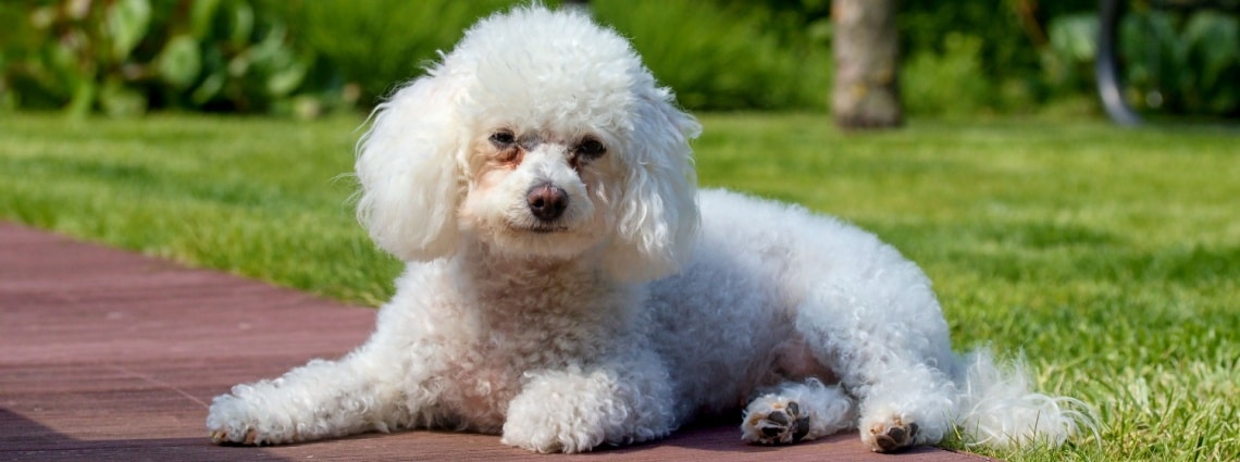 Bichon bolonais