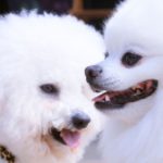 Bichon frisé et bichon maltais