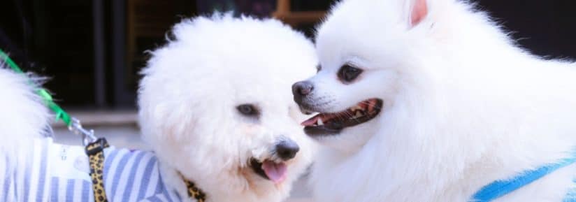 Bichon frisé et bichon maltais