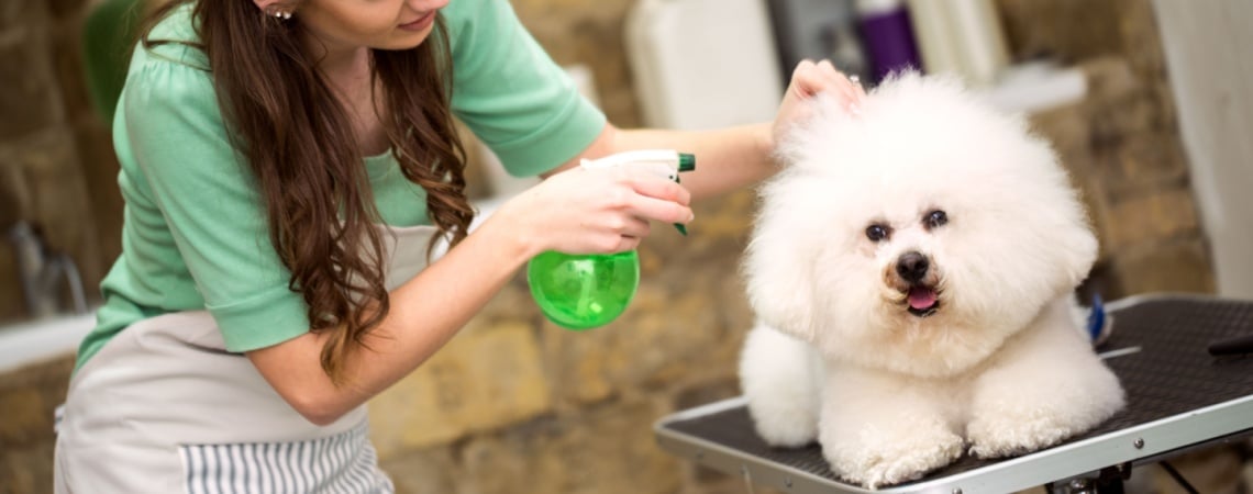 Bichon frisé toilettage