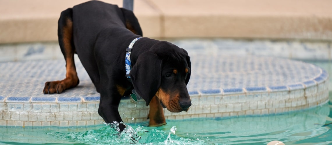 Black and Tan Coonhound