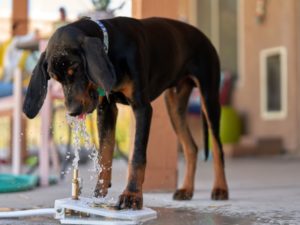 Black and Tan Coonhound