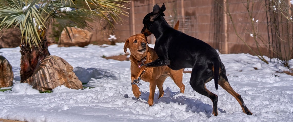 Black and Tan Coonhound avec autre chien