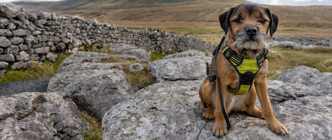 Border Terrier