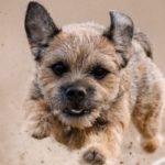 Border Terrier