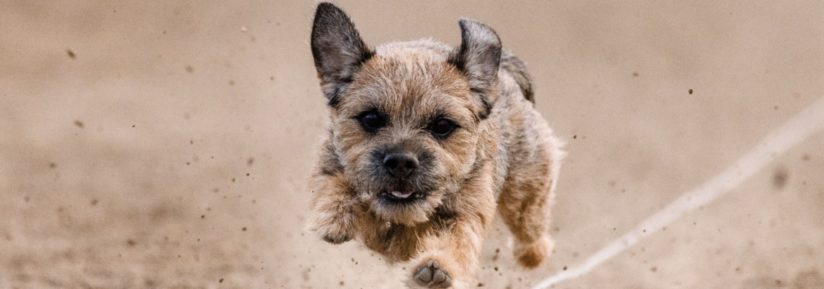 Border Terrier