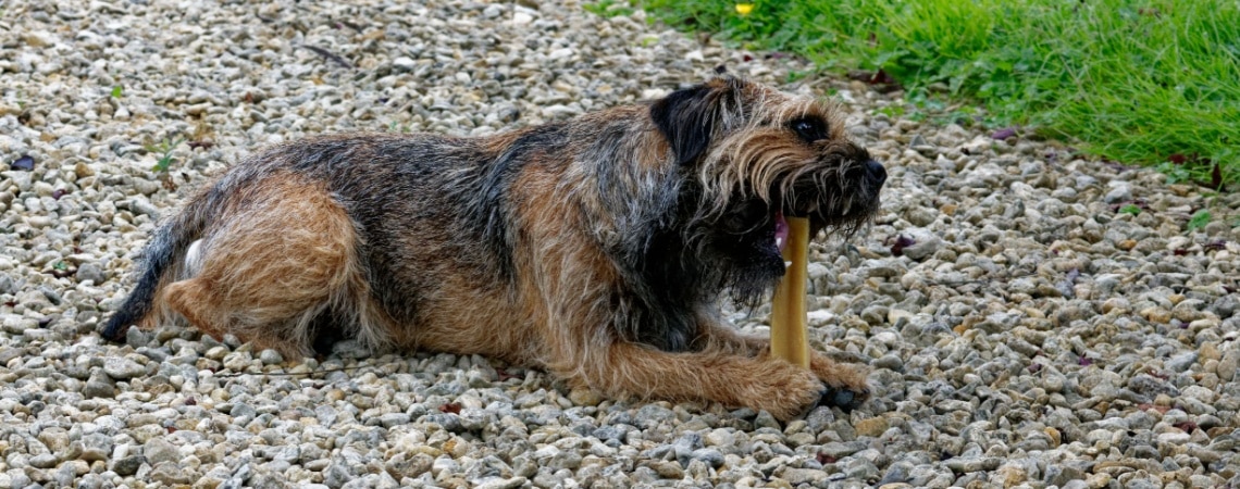 Border Terrier race de chien