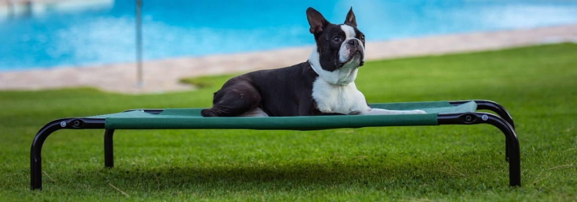 Boston Terrier