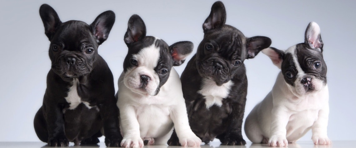 Bouledogue français noir et blanc