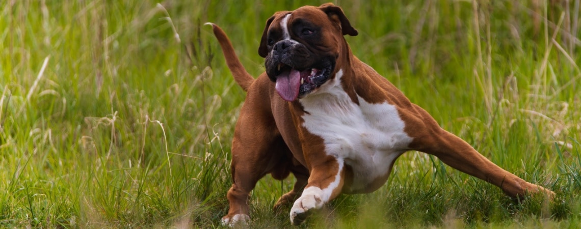 Boxer tricolore